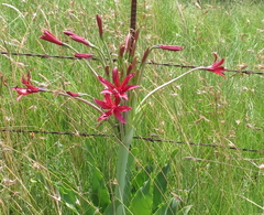 Brunsvigia undulata