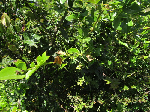 Berberis valdiviana, photograph 2