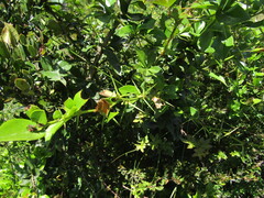 Berberis valdiviana, photograph Bruno Avilez, CC BY, iNaturalist via GBIF