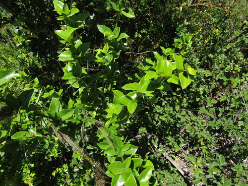 Berberis valdiviana