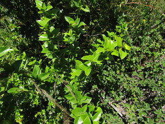 Berberis valdiviana