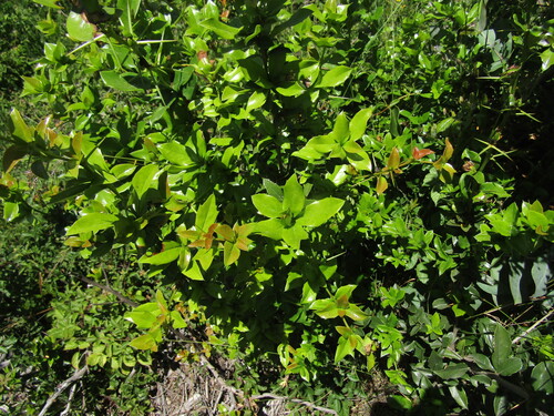 Berberis valdiviana, photograph 1