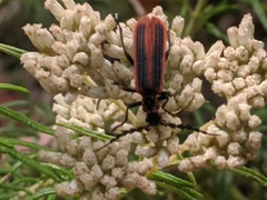 Pseudolycus marginatus