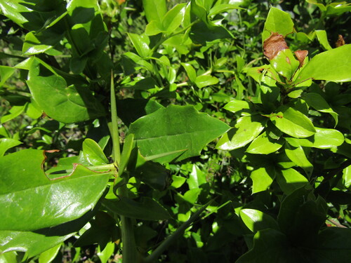 Berberis valdiviana, photograph 4