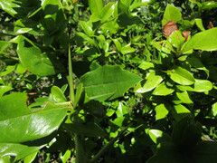 Berberis valdiviana, photograph Bruno Avilez, CC BY, iNaturalist via GBIF