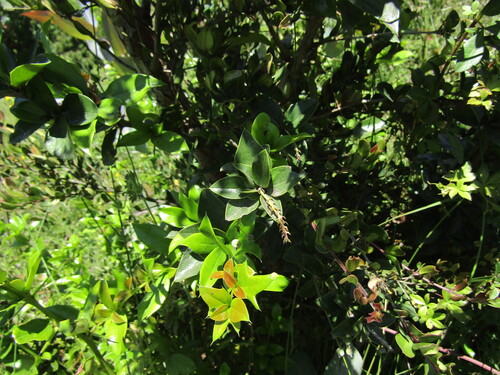 Berberis valdiviana, photograph 3