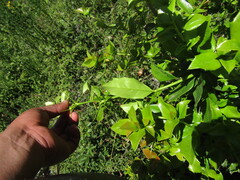Berberis valdiviana, photograph Bruno Avilez, CC BY, iNaturalist via GBIF