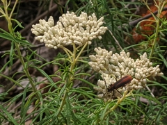 Pseudolycus marginatus