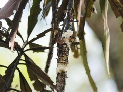 Septobasidium simmondsii