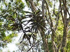 Septobasidium simmondsii