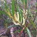 Acacia obtusifolia - Photo (c) jan-allen, algunos derechos reservados (CC BY-NC)