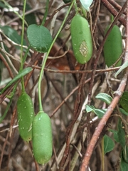 Billardiera mutabilis