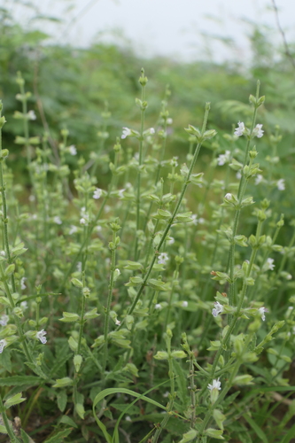 Egyptian sage