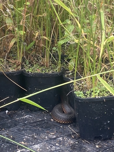 Lowlands Copperhead sighting