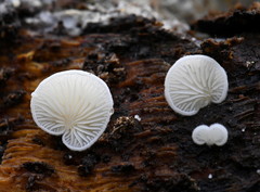 Clitopilus hobsonii