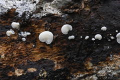 Clitopilus hobsonii