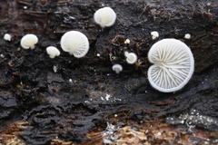 Clitopilus hobsonii