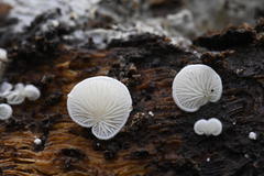 Clitopilus hobsonii