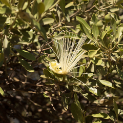 Capparis mitchellii