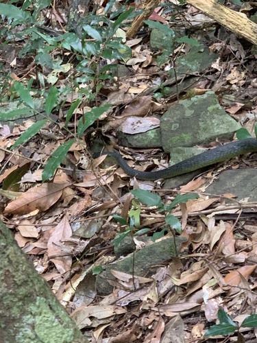 Common Tree Snake sighting