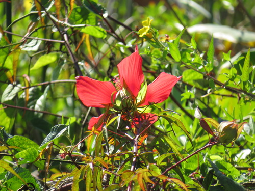 Scarlet Rosemallow (Hibiscus coccineus)