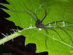 Pantopsalis albipalpis