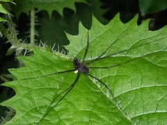 Pantopsalis albipalpis