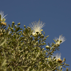 Capparis mitchellii