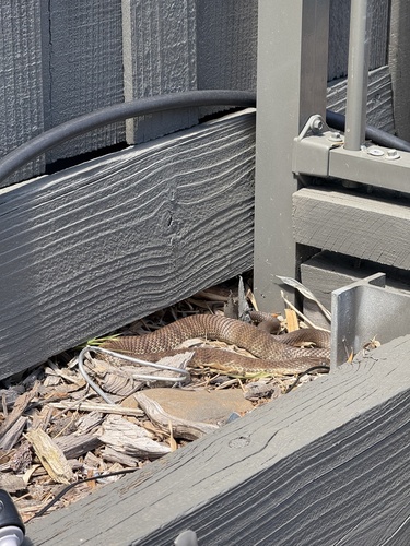 Tiger Snake sighting