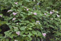 Actinidia kolomikta