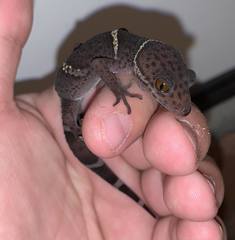 Goniurosaurus hainanensis