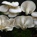 Cogumelo-ostra Marrom - Photo (c) Alan Rockefeller, alguns direitos reservados (CC BY), uploaded by Alan Rockefeller