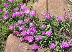 Delosperma lavisiae