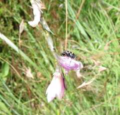 Dierama latifolium
