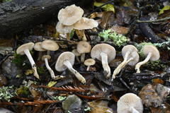 Clitocybe salmonilamella