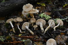 Clitocybe salmonilamella