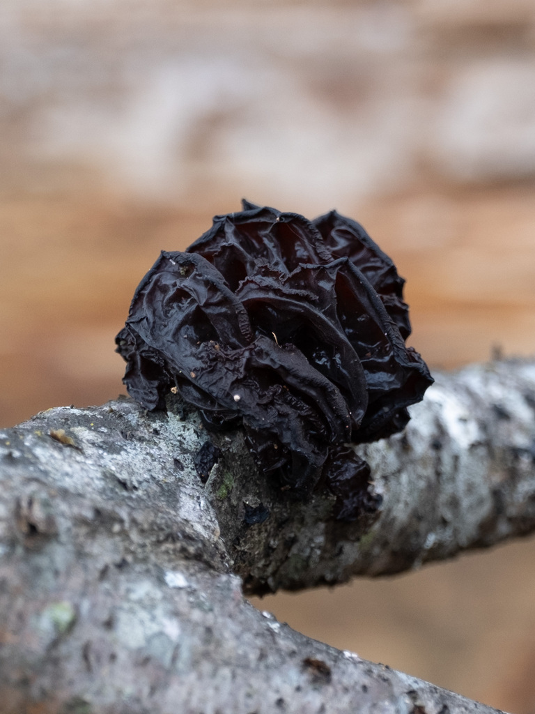 Exidia crenata · November 2025 · photo: © alex_abair (iNaturalist, cc-by)
