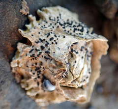 Collemopsidium ostrearum