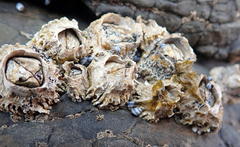 Collemopsidium ostrearum