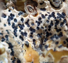 Collemopsidium ostrearum