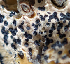 Collemopsidium ostrearum