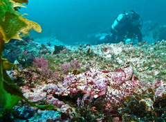 Thysanophrys cirronasus