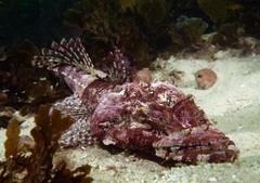 Thysanophrys cirronasus