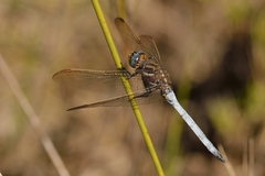 Orthetrum rubens