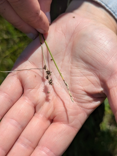 dioecious sedge (Carex sterilis)