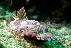 Thysanophrys cirronasus