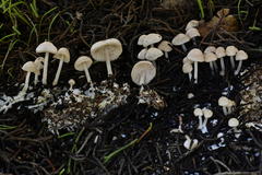 Marasmius albogriseus