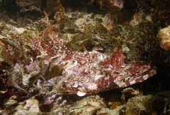 Thysanophrys cirronasus