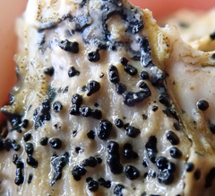 Collemopsidium ostrearum