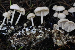 Marasmius albogriseus